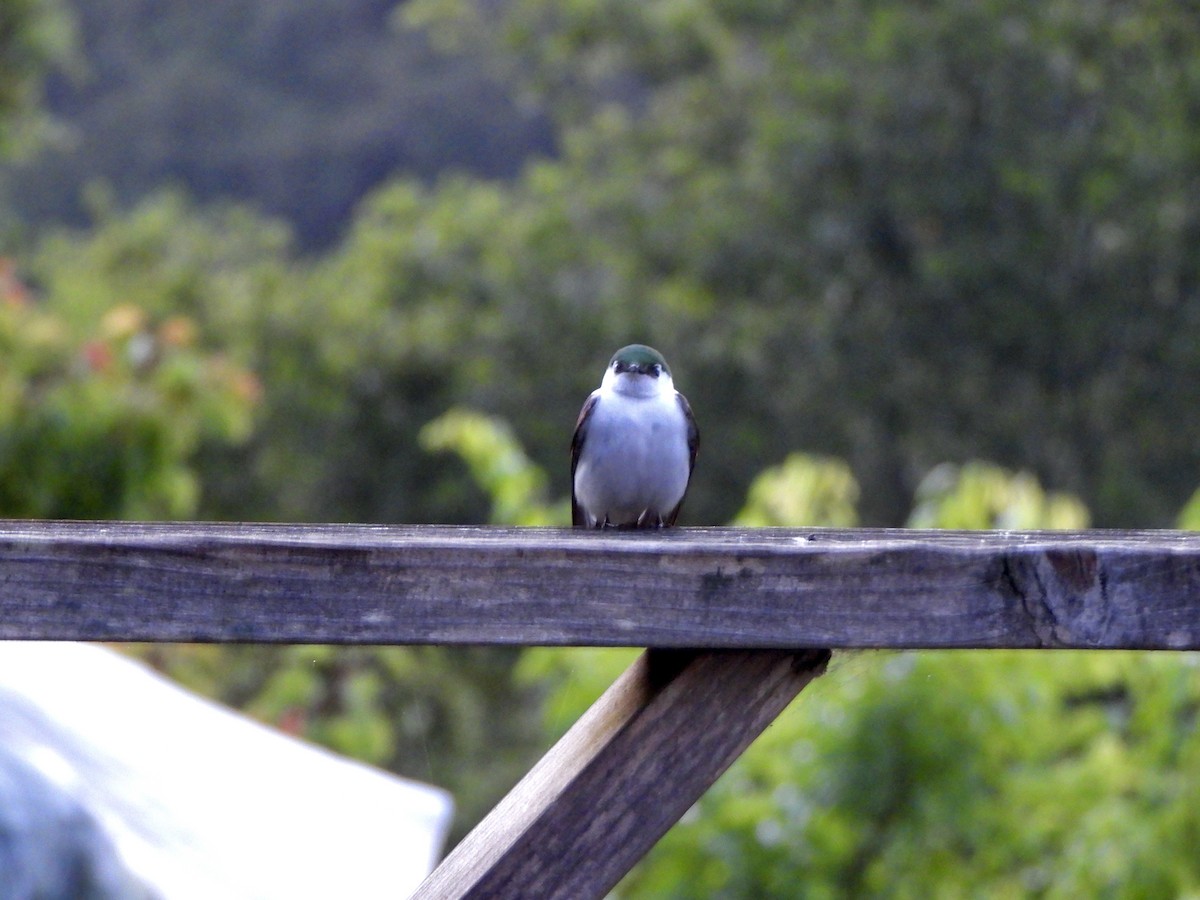 Violet-green Swallow - Jane Orbuch