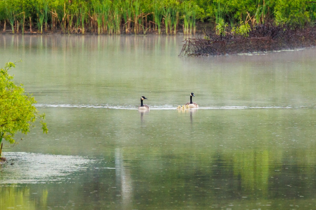 Canada Goose - Leena M