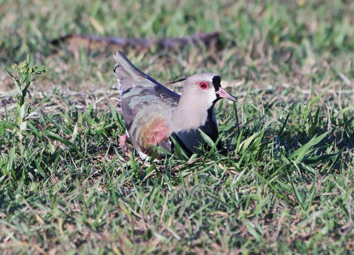 Southern Lapwing - Suzana Arakaki