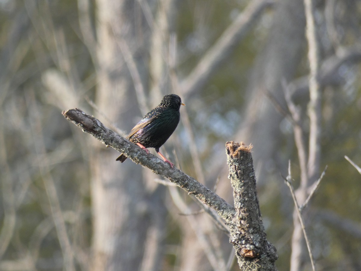 European Starling - Carlo Lindner