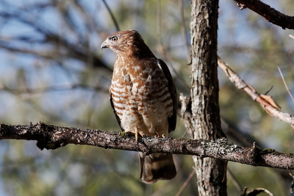 Broad-winged Hawk - Gary Jarvis