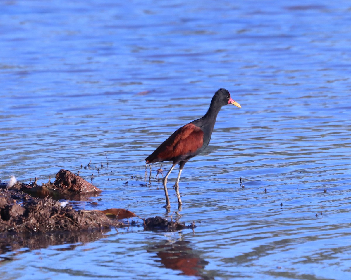 Wattled Jacana - Suzana Arakaki