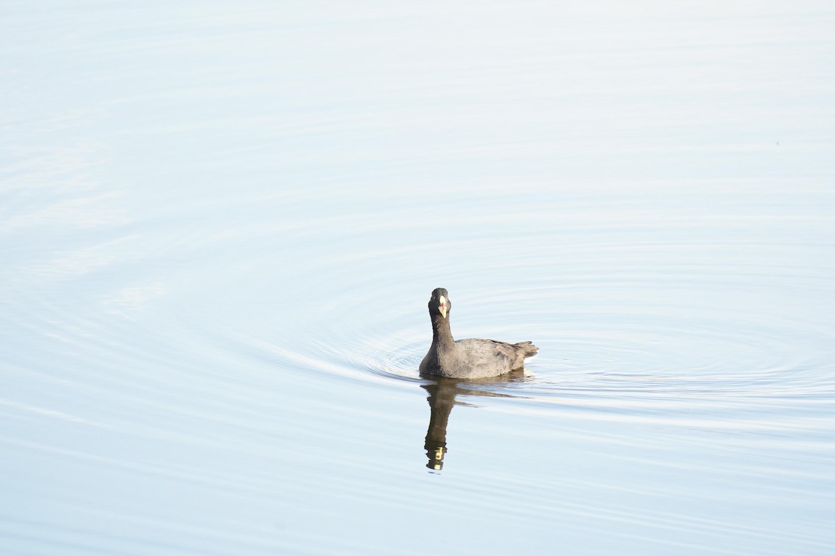 Red-gartered Coot - ML618857440