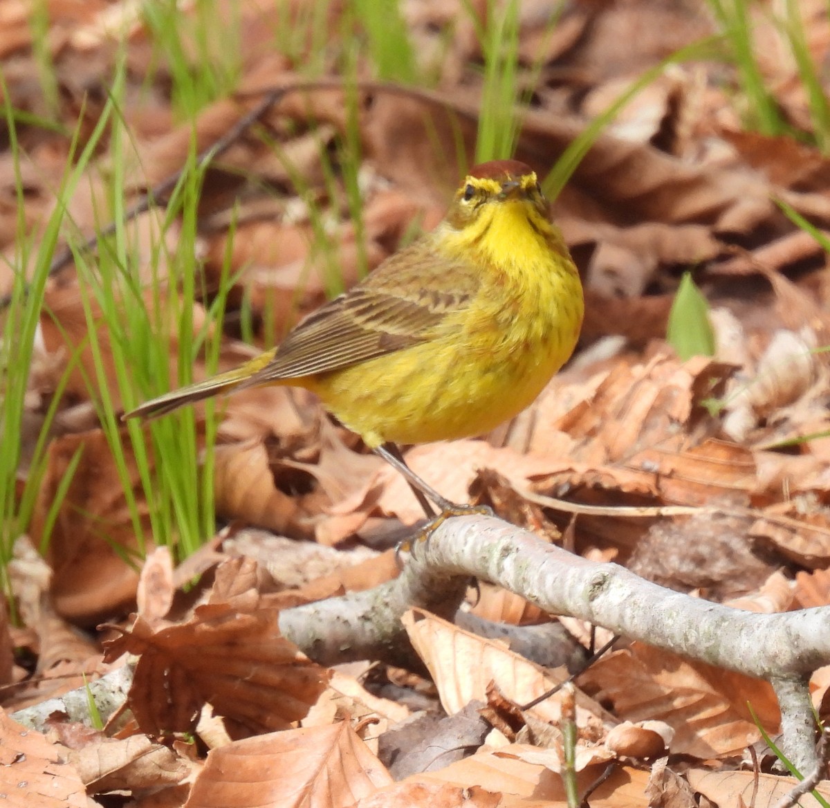 Palm Warbler - Heather Ballou