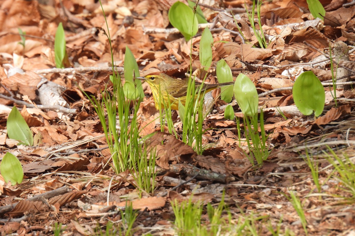 Palm Warbler - Heather Ballou