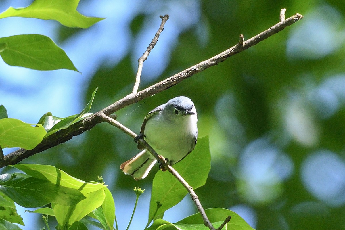 Blue-gray Gnatcatcher - Beth and Dan Fedorko