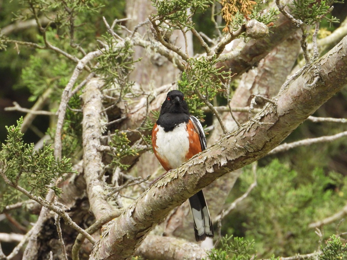 Spotted Towhee - Bill Holland