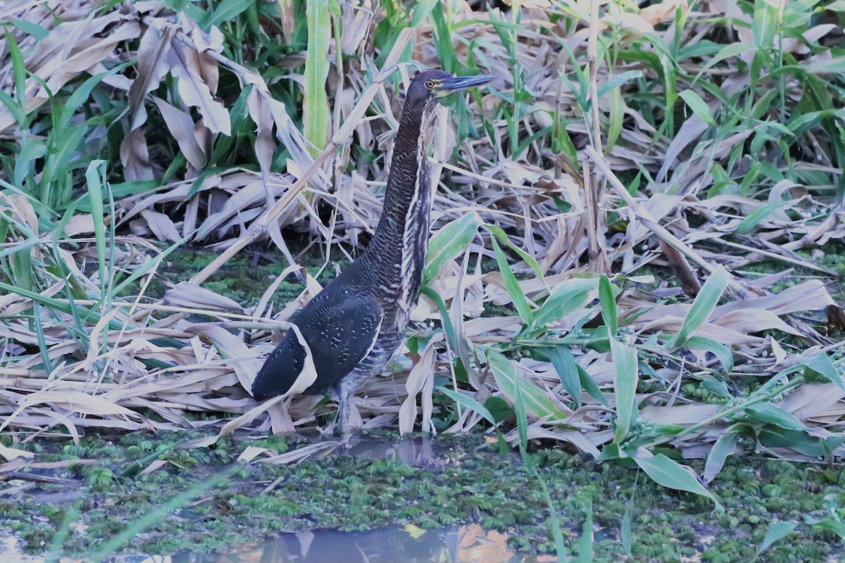 Rufescent Tiger-Heron - Suzana Arakaki