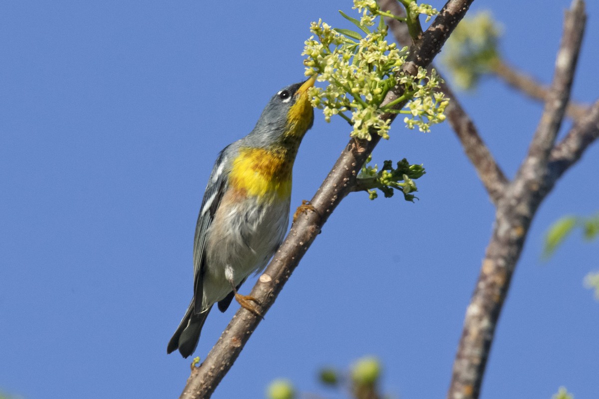 Northern Parula - Denny Swaby