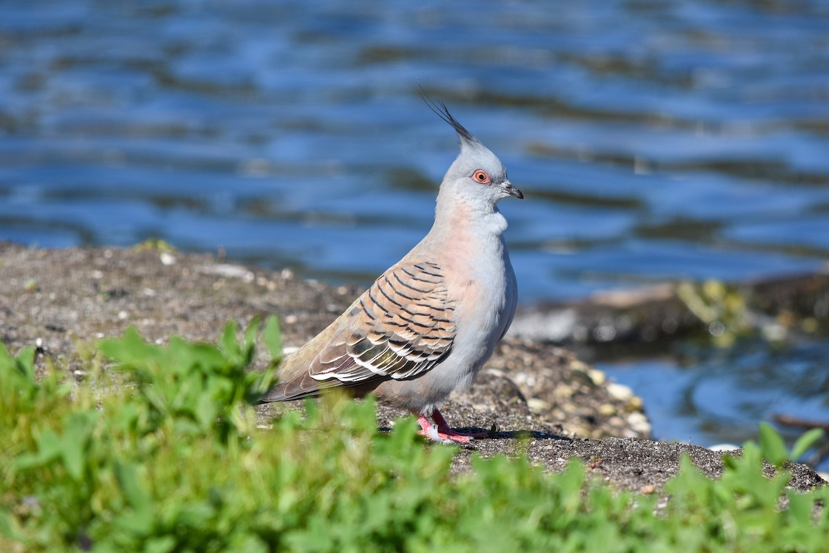 Crested Pigeon - Geoffrey Groom