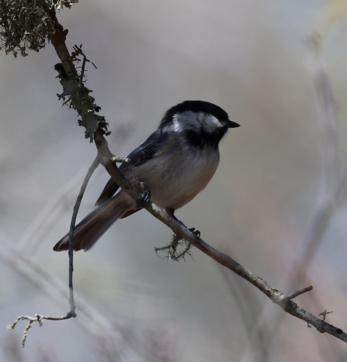 Black-capped Chickadee - burton balkind