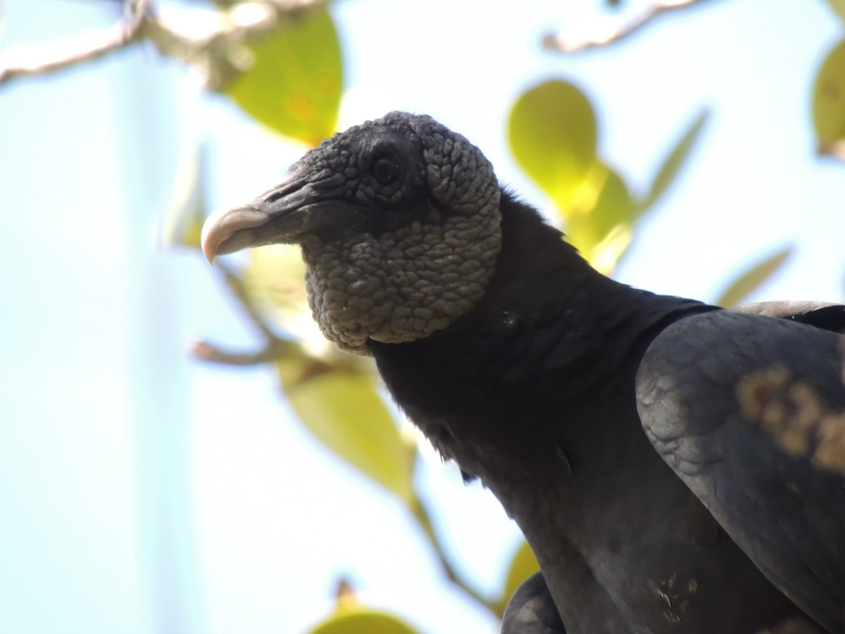 Black Vulture - ubaque club