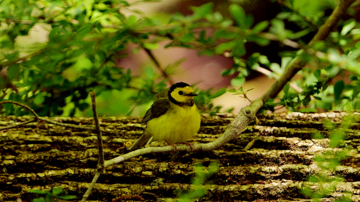 Hooded Warbler - Chris Chappell