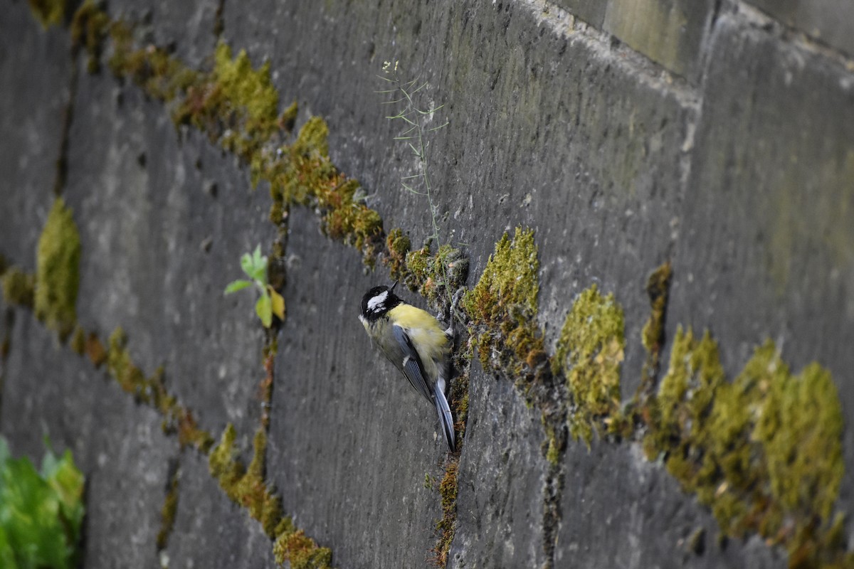 Great Tit - Gaspar Horvath