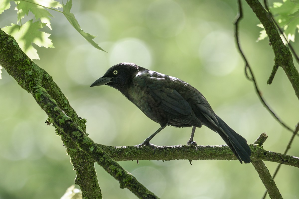 Common Grackle - Beth and Dan Fedorko