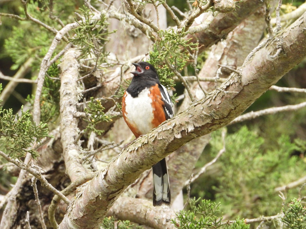 Spotted Towhee - Bill Holland