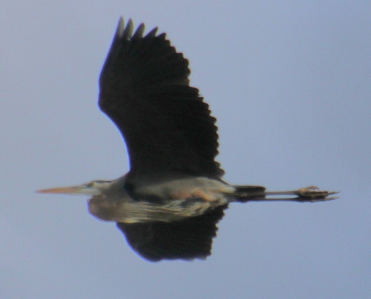 Great Blue Heron (Great Blue) - ML618857556