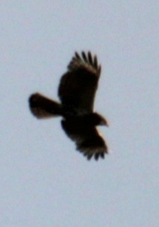 Red-shouldered Hawk (lineatus Group) - Samuel Harris