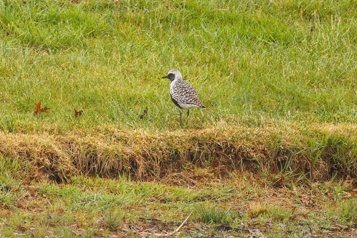 Black-bellied Plover - Leena M