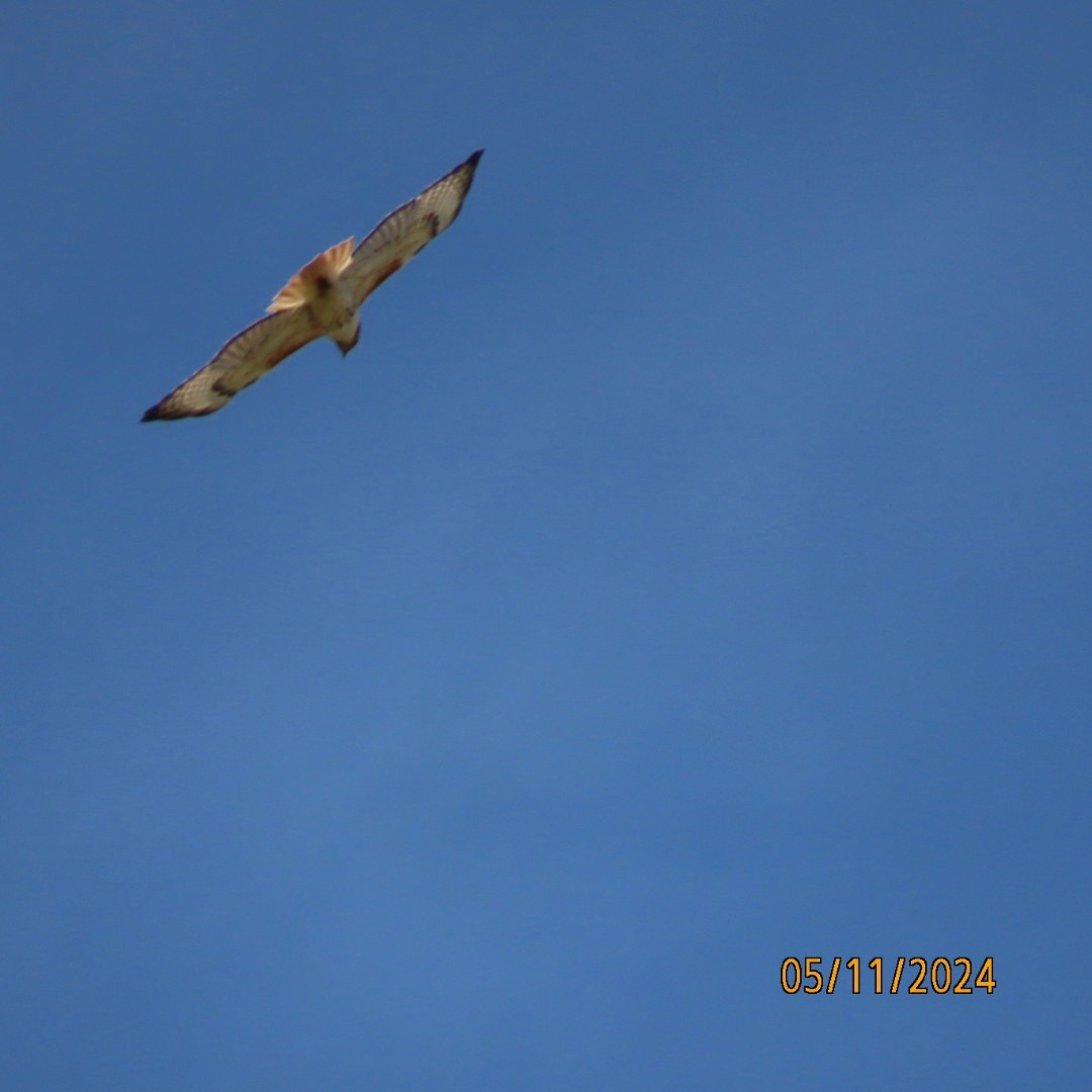 Red-tailed Hawk - Anonymous