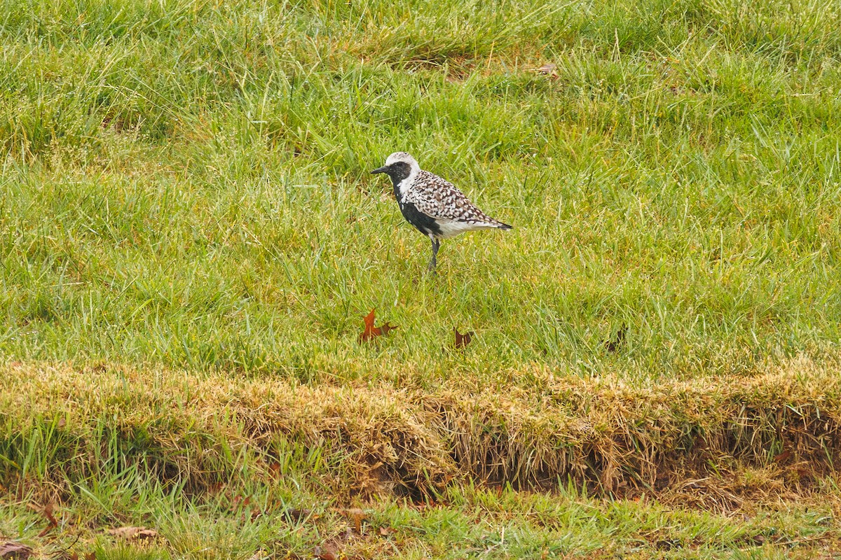 Black-bellied Plover - Leena M