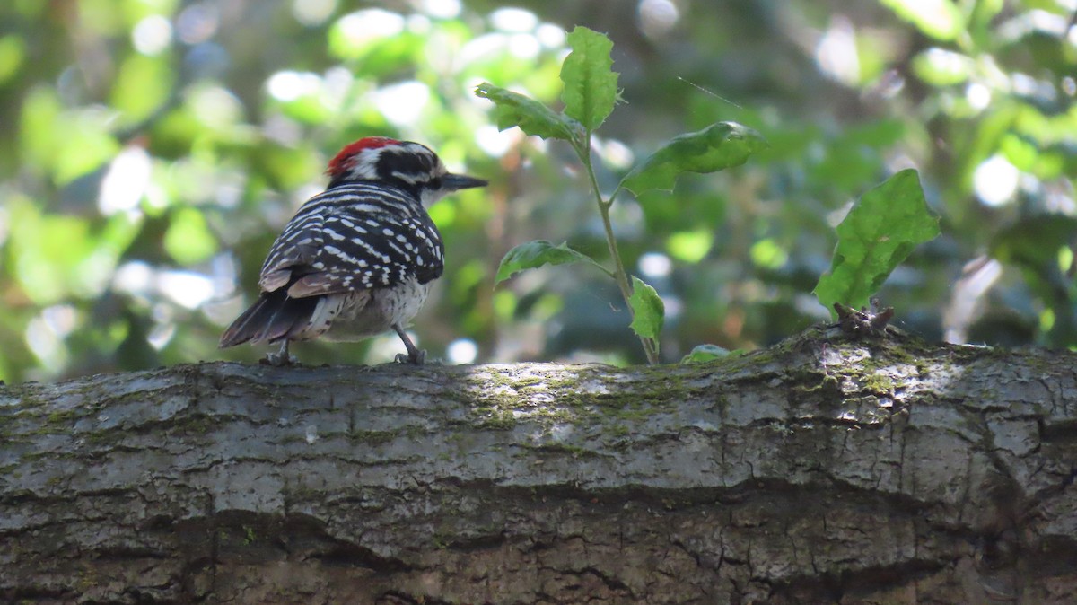 Nuttall's Woodpecker - Brian Nothhelfer