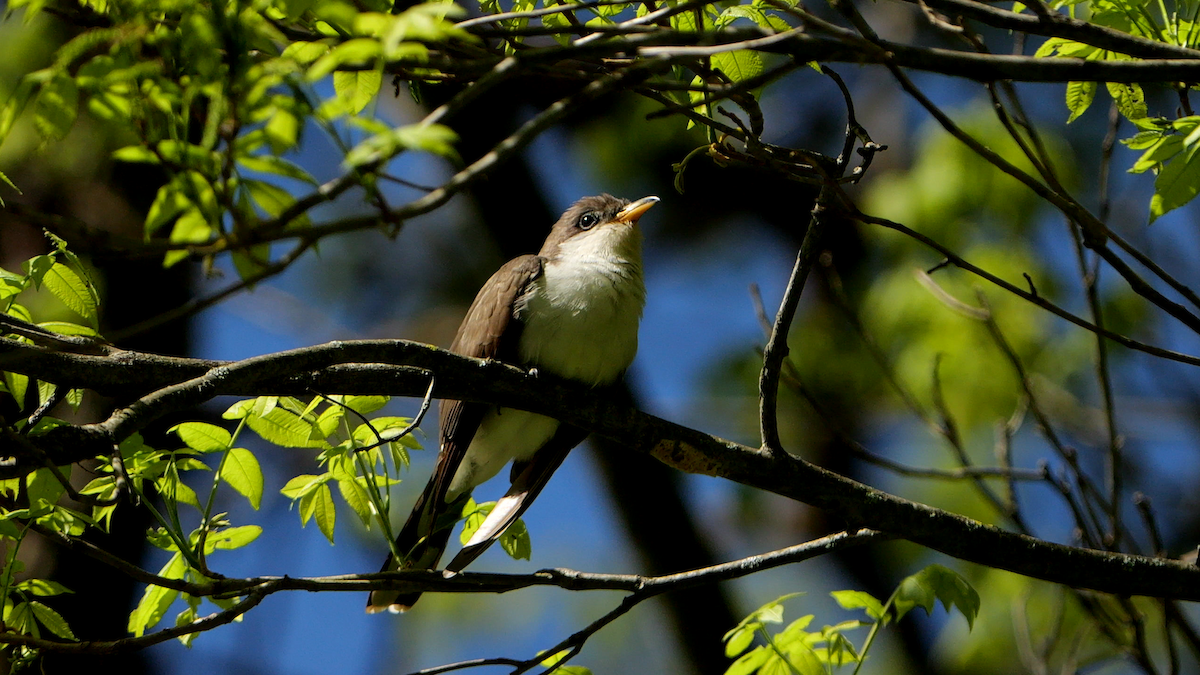 Yellow-billed Cuckoo - Chris Chappell