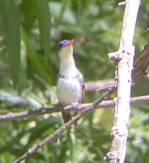 Violet-crowned Hummingbird - Tristan McKnight