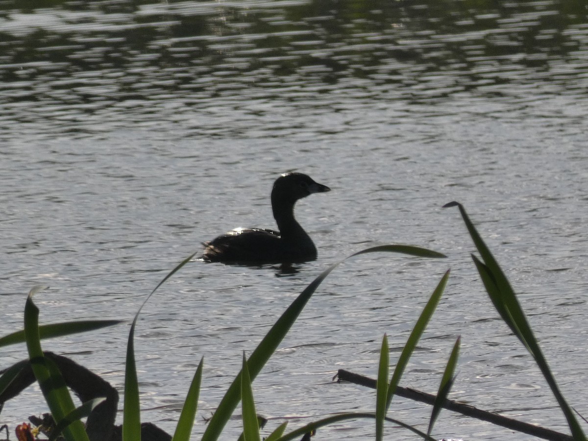 Pied-billed Grebe - Carlo Lindner