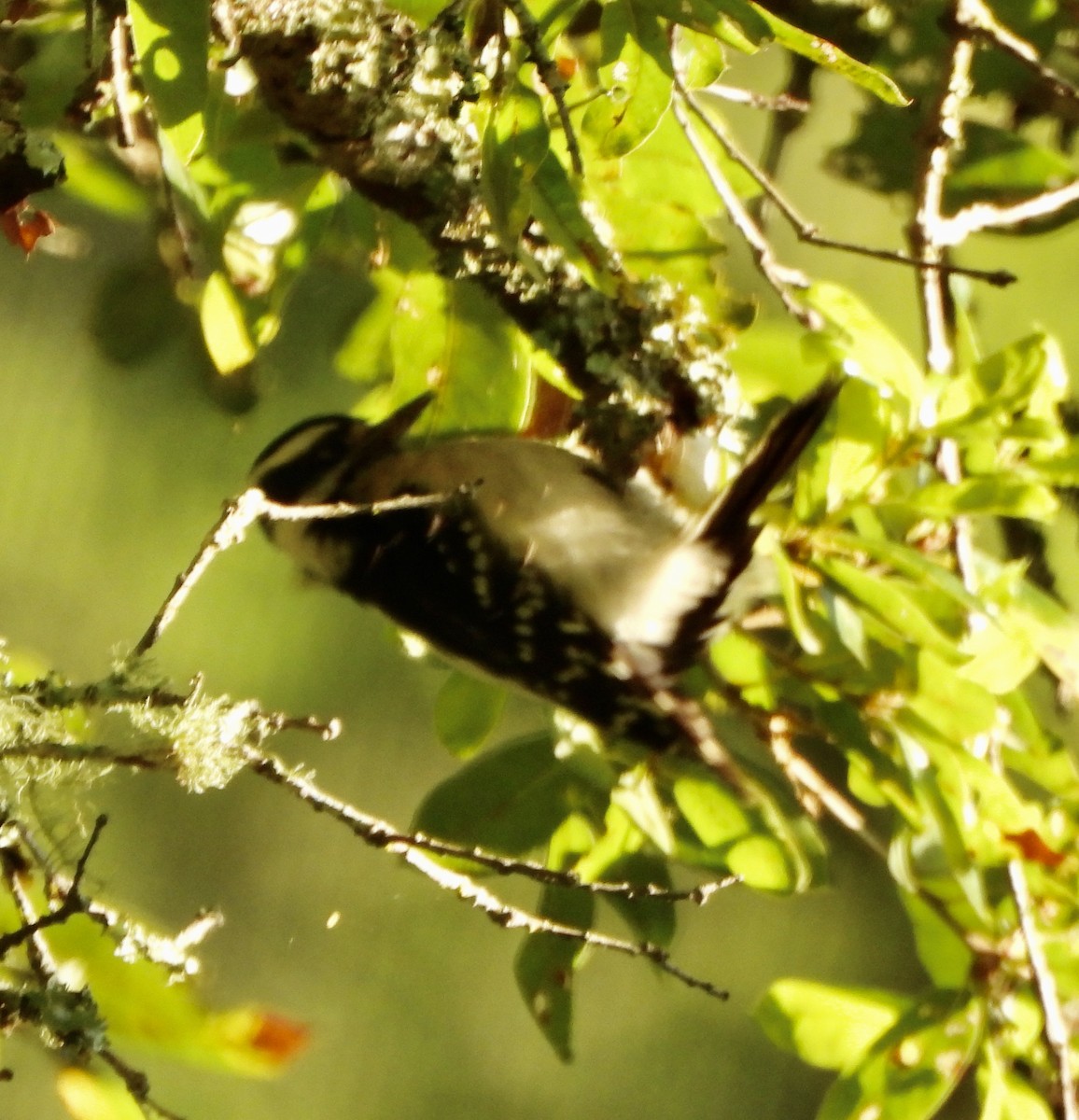 Downy Woodpecker - Jane Orbuch