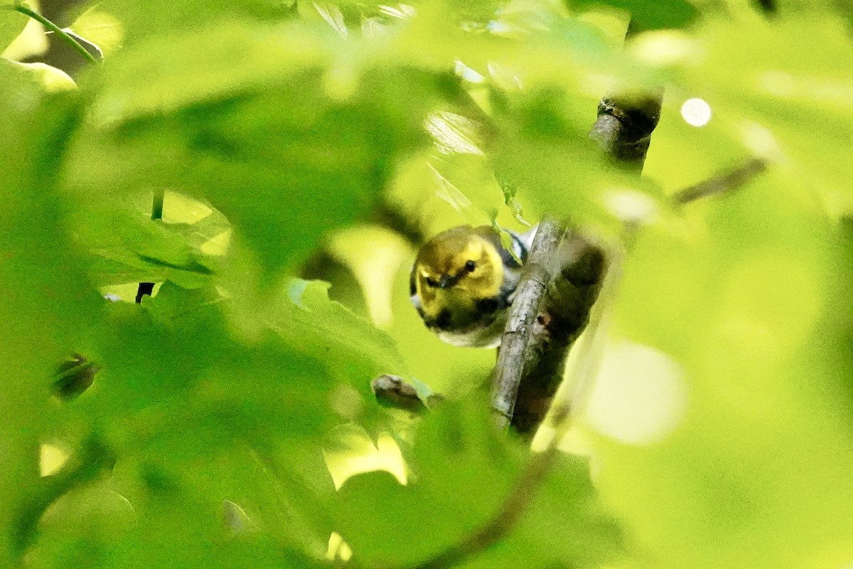 Black-throated Green Warbler - Charlie Roberto