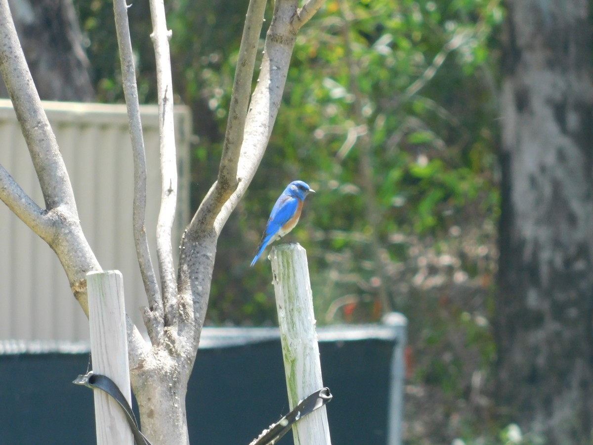 Western Bluebird - Liz P