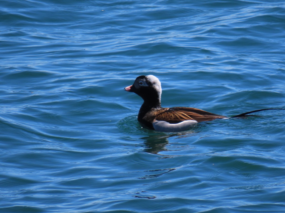 Long-tailed Duck - ML618857615