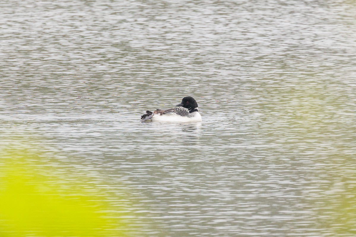 Common Loon - ML618857626