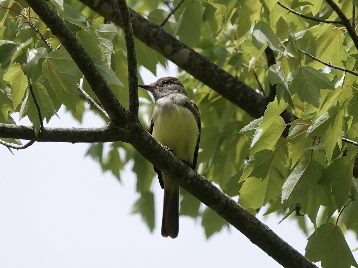 Great Crested Flycatcher - Matthew Auchter