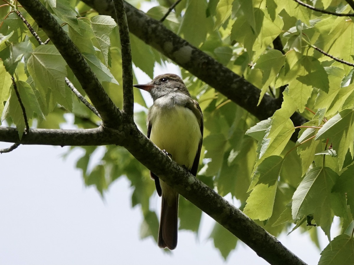 Great Crested Flycatcher - Matthew Auchter