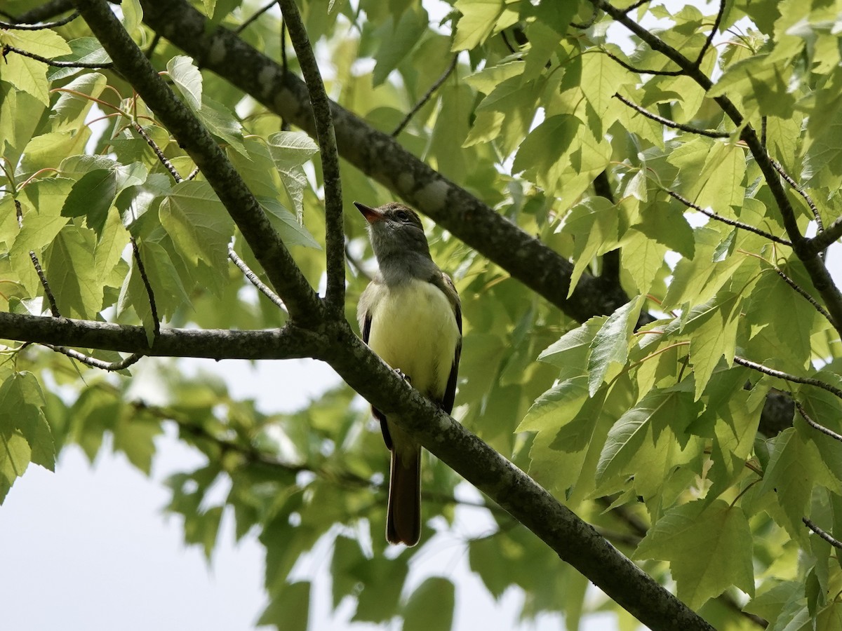 Great Crested Flycatcher - Matthew Auchter