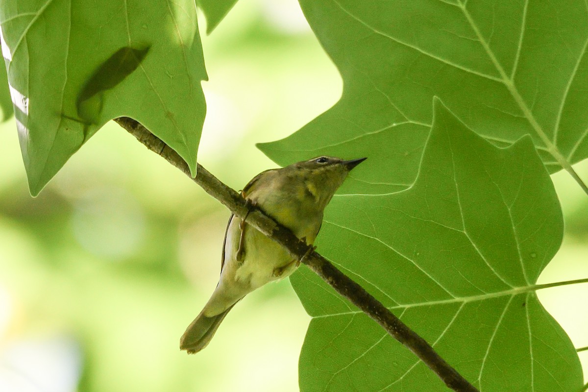 Black-throated Blue Warbler - Beth and Dan Fedorko