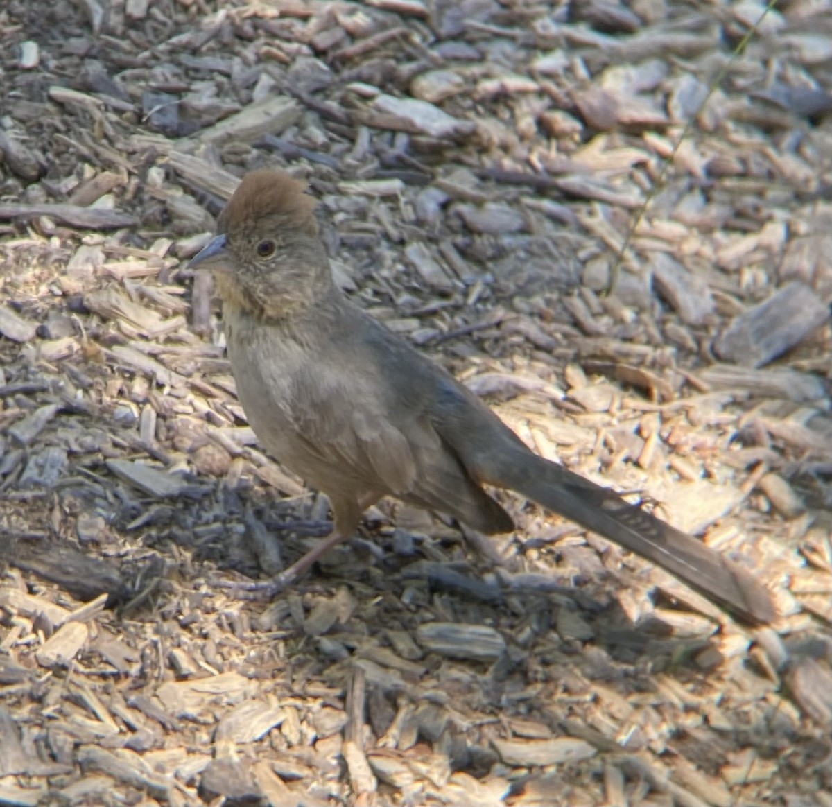 Canyon Towhee - Tristan McKnight