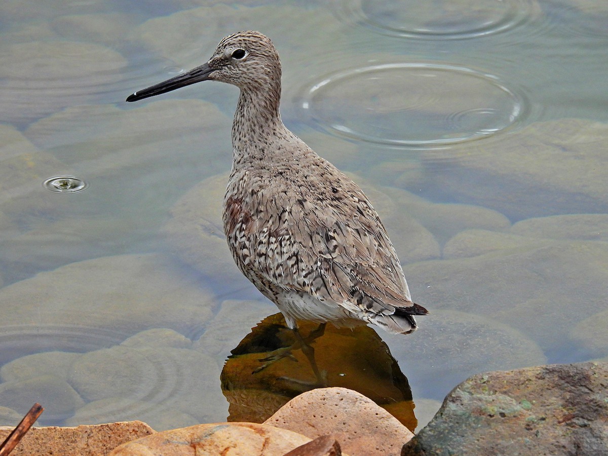 Willet - Charles Martinez