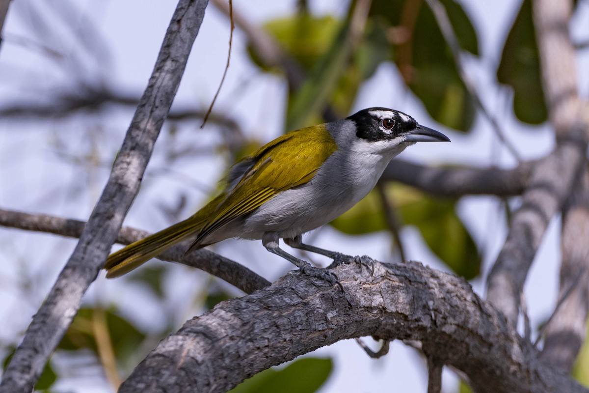 Black-crowned Palm-Tanager - Felix León