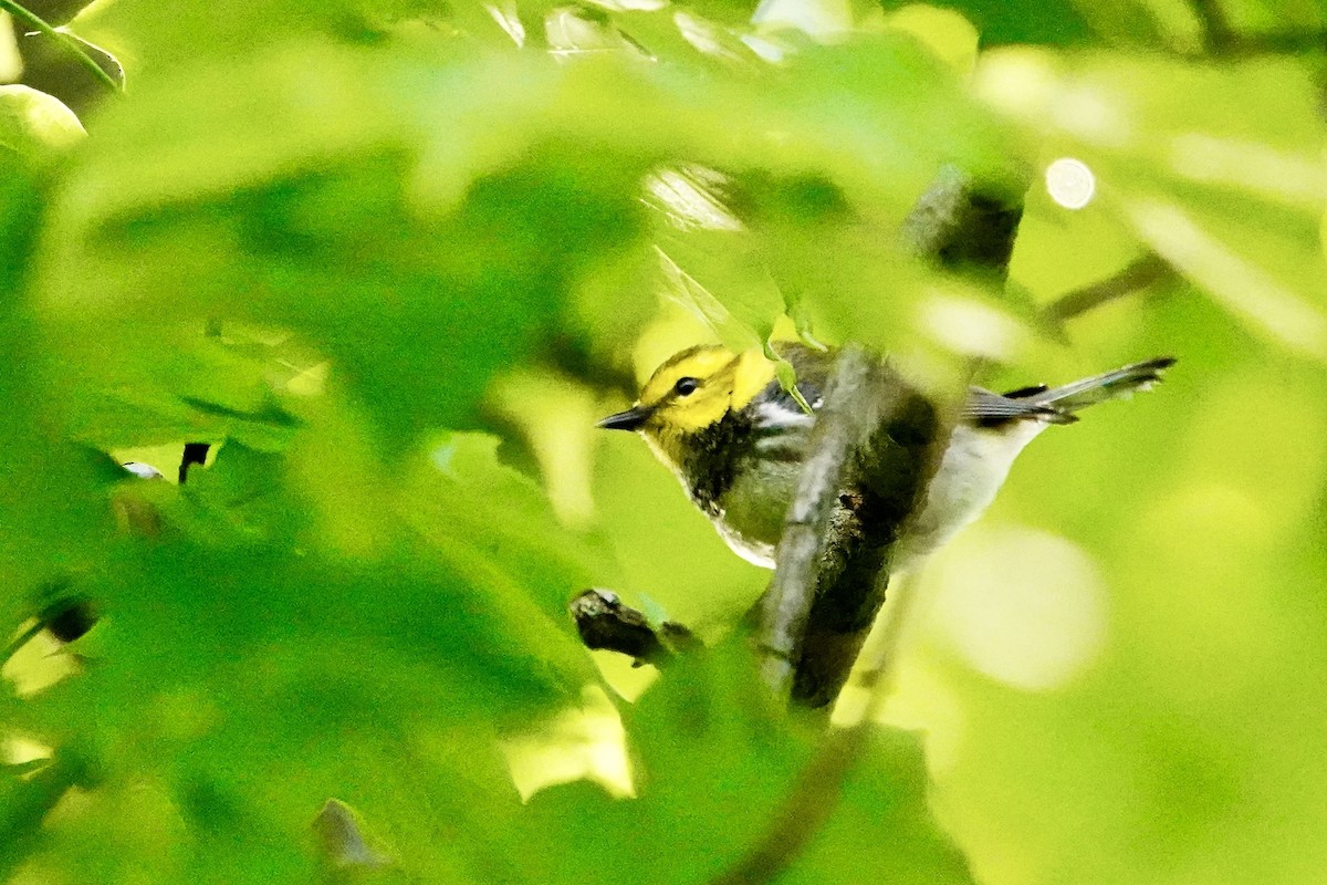 Black-throated Green Warbler - Charlie Roberto