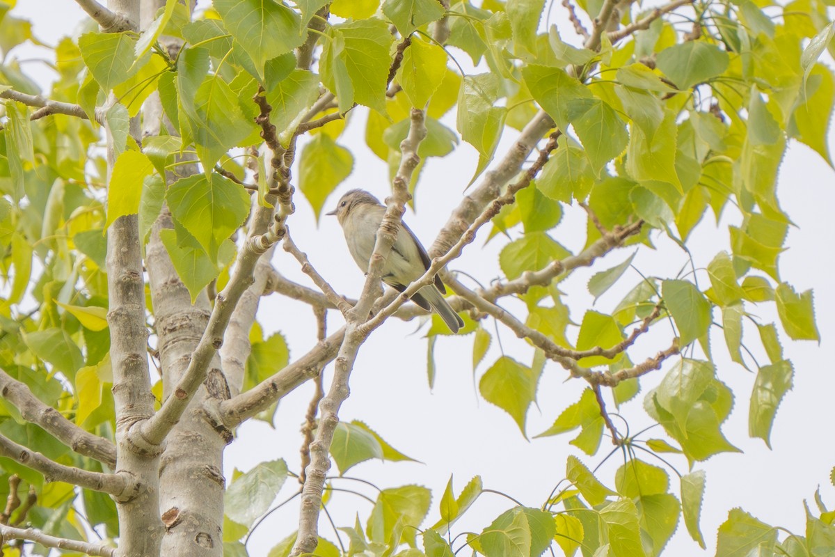 Warbling Vireo - Robert Raker