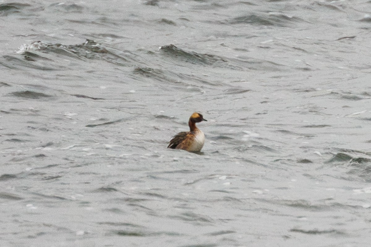 Horned Grebe - Leena M