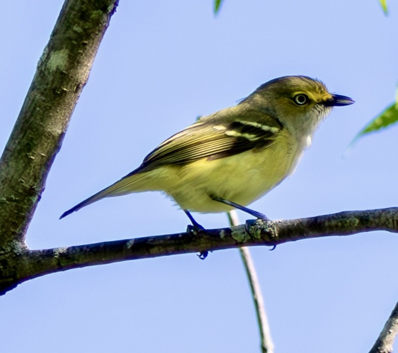 White-eyed Vireo - Jean Wiese