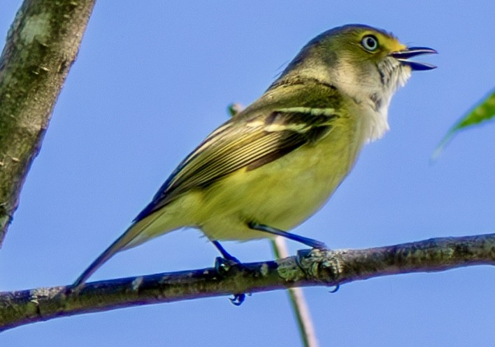 White-eyed Vireo - Jean Wiese