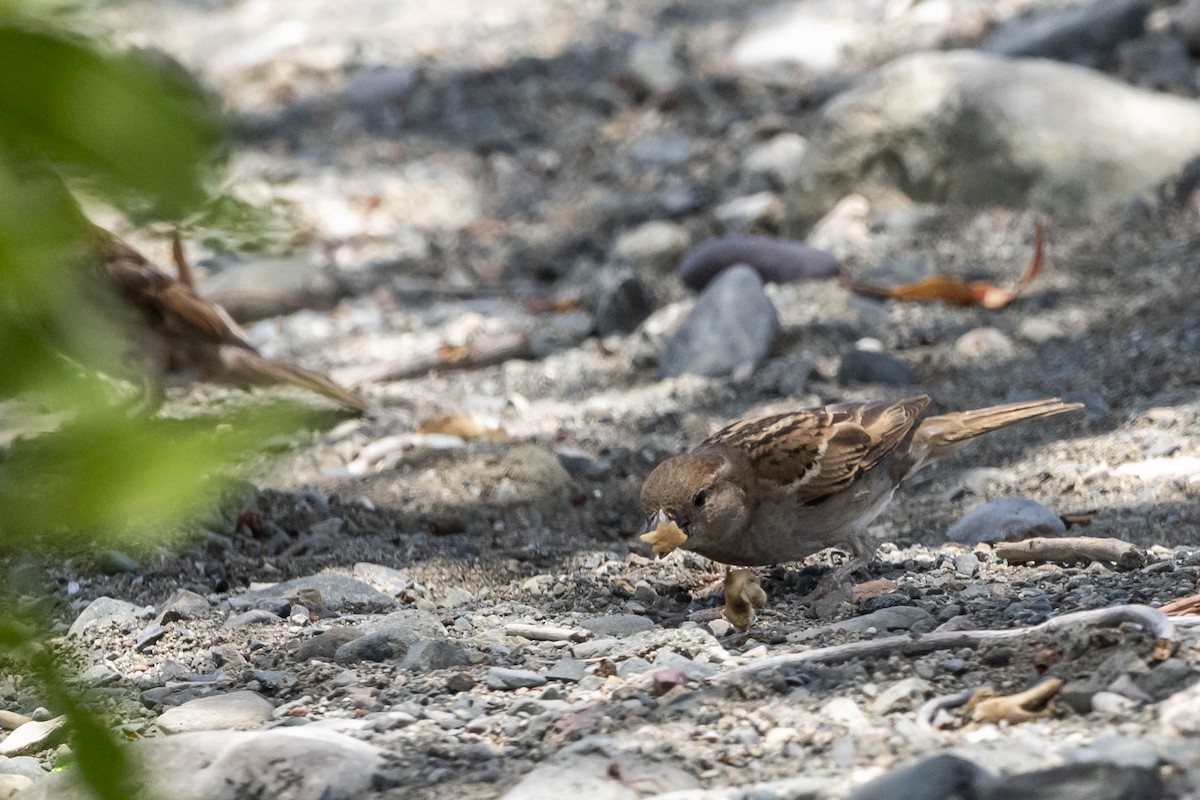 House Sparrow - Felix León