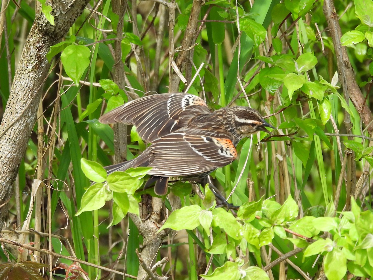 Red-winged Blackbird - Kevin Seymour