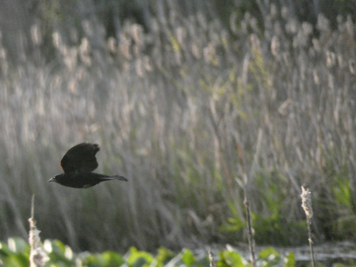 Red-winged Blackbird - Carlo Lindner