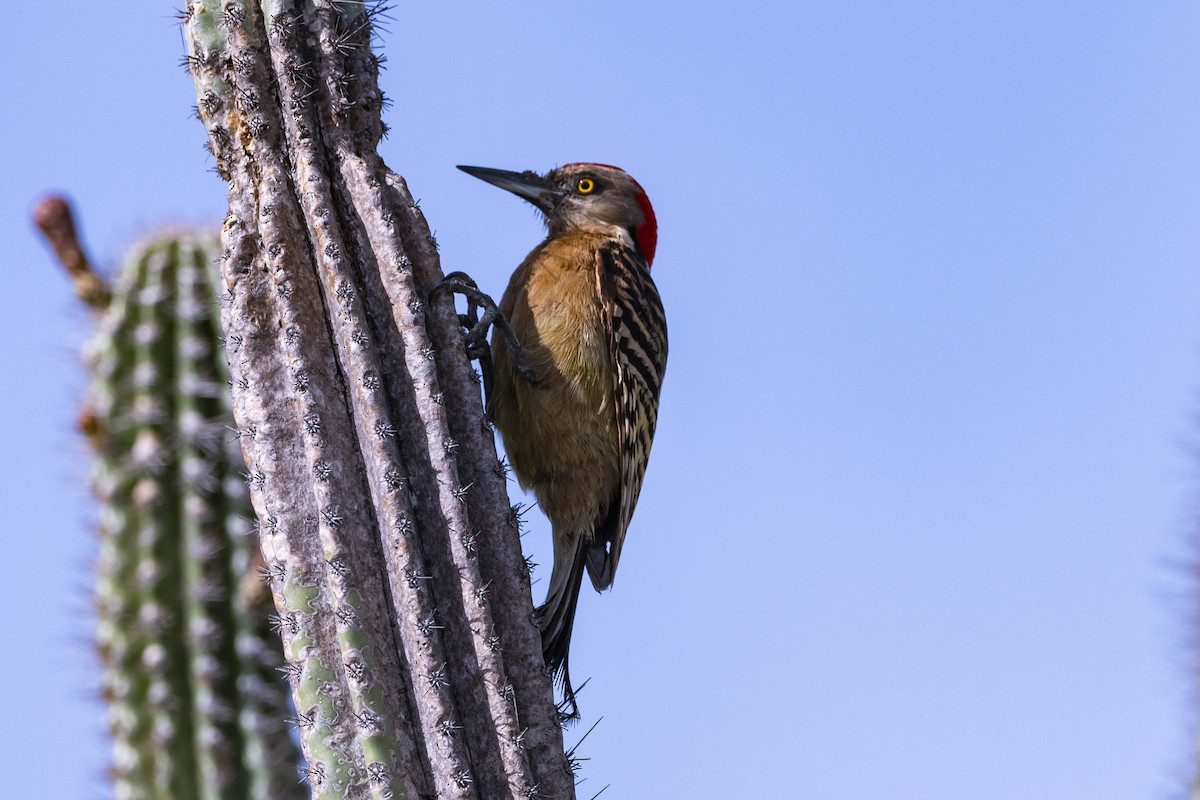 Hispaniolan Woodpecker - Felix León